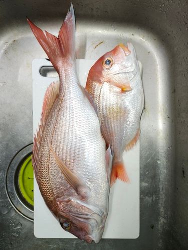 マダイの釣果