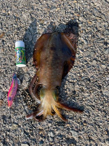 アオリイカの釣果