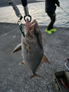 ヒレナガカンパチの釣果
