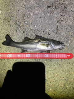 フッコ（マルスズキ）の釣果