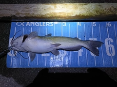 アメリカンキャットフィッシュの釣果