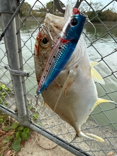 メッキの釣果