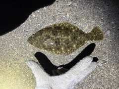 ヒラメの釣果