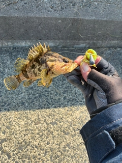 タケノコメバルの釣果