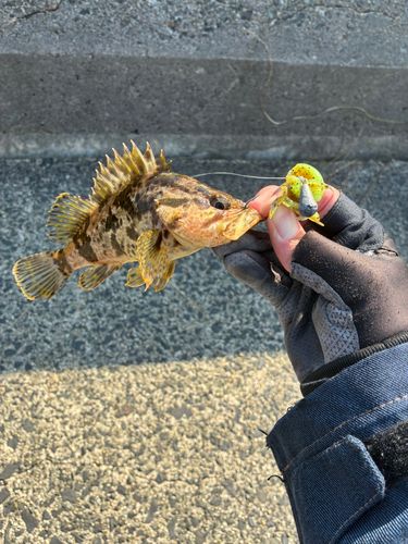 タケノコメバルの釣果