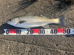 フッコ（マルスズキ）の釣果