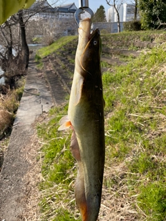 ニホンナマズの釣果