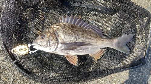 チヌの釣果