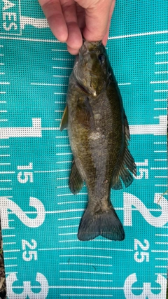 スモールマウスバスの釣果