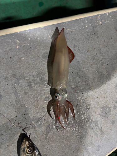 ケンサキイカの釣果