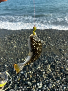 クサフグの釣果