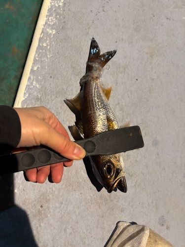 クロムツの釣果