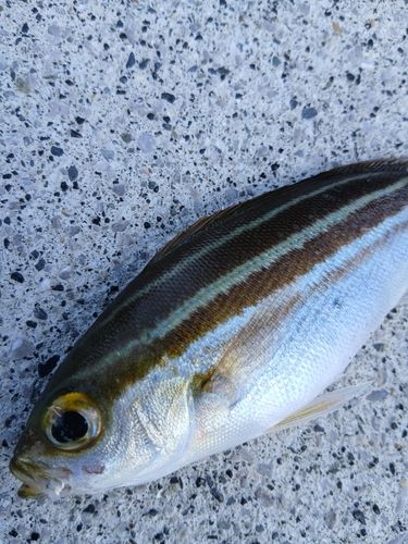 シマイサキの釣果