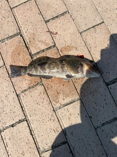 アイナメの釣果