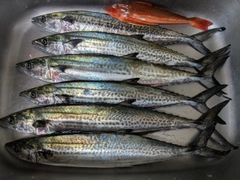 サゴシの釣果