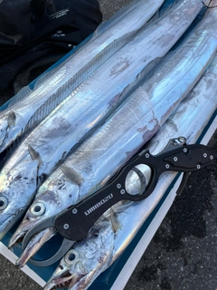 タチウオの釣果