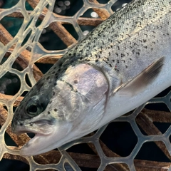 トラウトサーモンの釣果