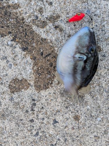 キタマクラの釣果