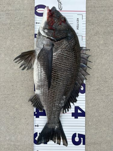 クロダイの釣果