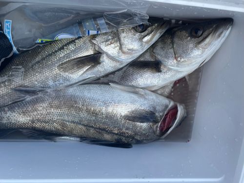 シーバスの釣果