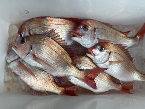 マダイの釣果