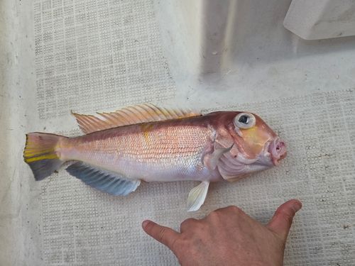 アマダイの釣果