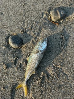 フクラギの釣果