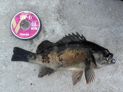 クロメバルの釣果
