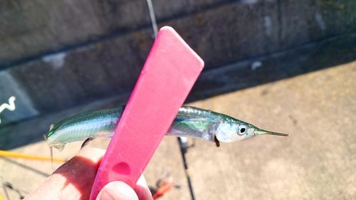サヨリの釣果