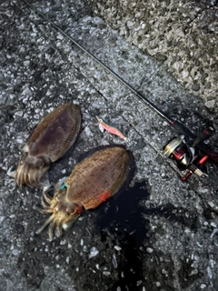 モンゴウイカの釣果