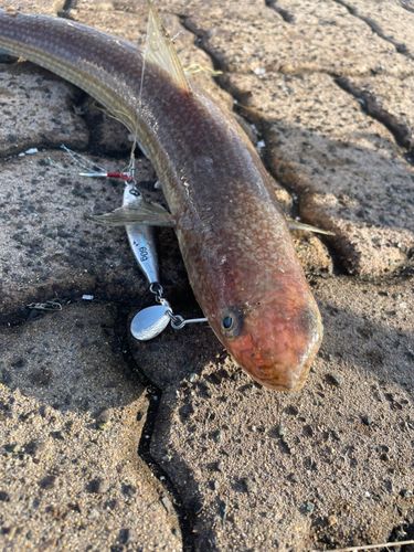 エソの釣果