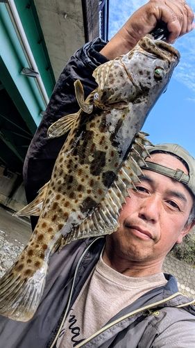 チャイロマルハタの釣果