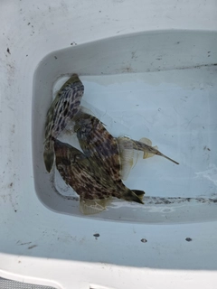 カワハギの釣果