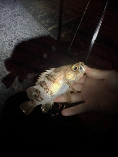 シロメバルの釣果