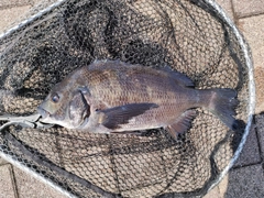 クロダイの釣果