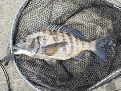 クロダイの釣果