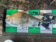 フナの釣果