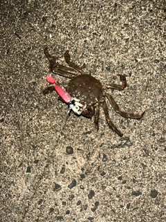 モクズガニの釣果