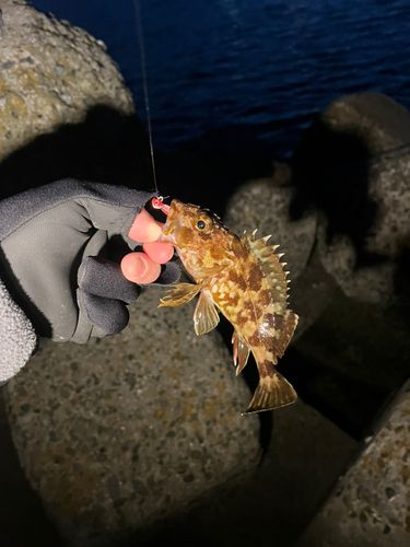 カサゴの釣果