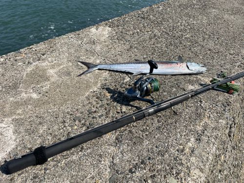サゴシの釣果