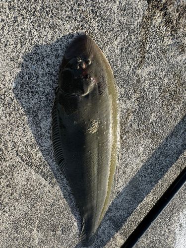 シタビラメの釣果