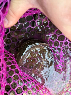 イワナの釣果