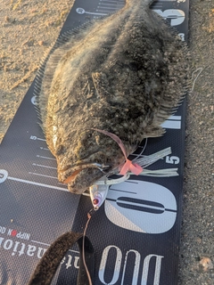 ヒラメの釣果