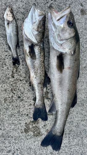 シーバスの釣果