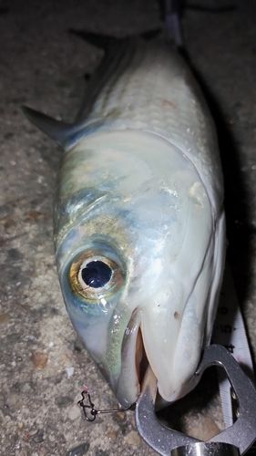 ボラの釣果