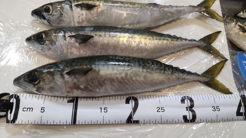 サバの釣果