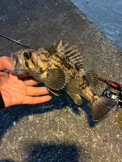 クロソイの釣果