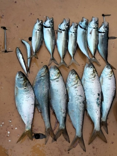 マアジの釣果