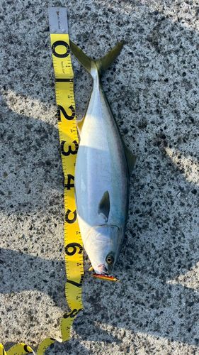 ハマチの釣果