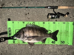 クロダイの釣果